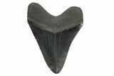 Serrated, Fossil Megalodon Tooth - South Carolina #236225-1